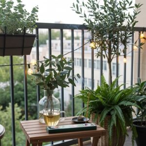 Citronella Eucalyptus